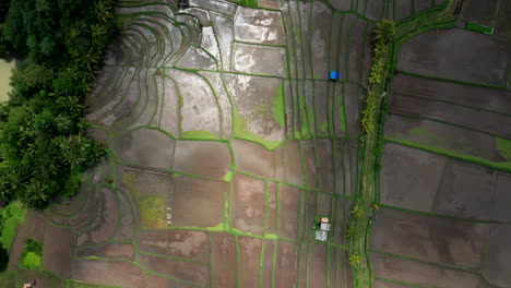 Aerial-drone-footage,-bird-view-of-a-rice-field-in-Bali