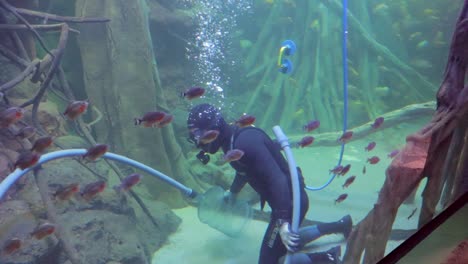 Ein-Mann-In-Badeanzug-Und-Sauerstoffflasche,-Der-Im-Palma-aquarium-Mallorca-Spanien-Arbeitet