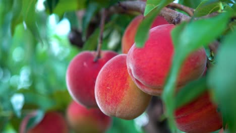 Motion-pull-back-of-fresh-ripe-peaches-hanging-on-a-tree-in-an-orchard