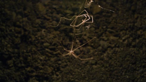 Spiders-stuck-in-their-web-in-a-cave-or-basement