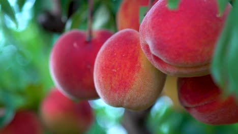 Extreme-closeup-motion-to-the-left-of-fresh-ripe-peaches-hanging-on-a-tree-in-an-orchard-1