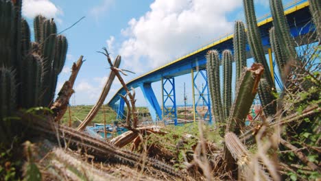 Advancing-shot-through-a-bush-of-cactus-to-reveal-a-blue-bridge-in-curaçao-with-a-regatta-of-ships-moored-along-the-river