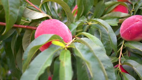 Fast-push-in-to-red-ripe-peaches-hanging-on-a-tree