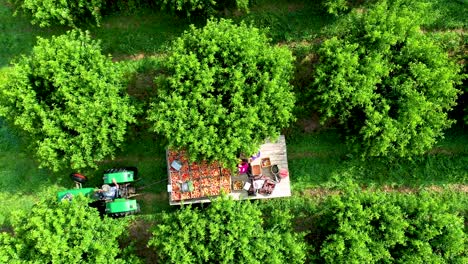 Aerial-view-looking-straight-down,-camera-descends-on-tractor-with-flatbed-in-peach-orchard-during-the-harvest