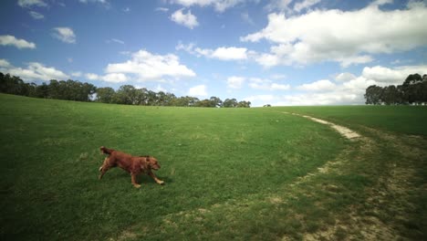 Golden-retriever-dog-running-on-wide-open-field-shooting-from-a-motion-vehicle-under-a-sunny-day