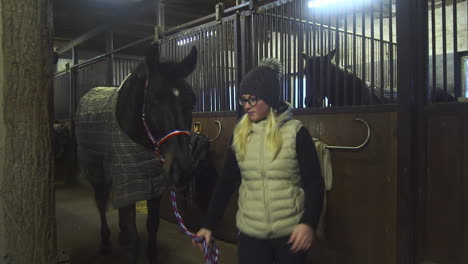 Female-stablehand-leads-black-horse-from-indoor-stable-stall