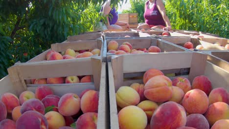 Trailer-loaded-with-peaches-and-women-moving-crates-of-peaches