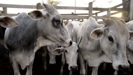 Panoramic-closeup-of-a-young-cattle-herd-in-a-corral-outdoors