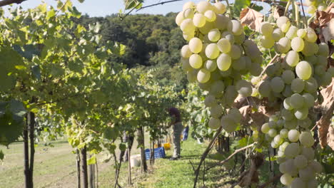 Steady-shot-of-healthy-grape-clusters-in-a-vineyard,-people-harvesting-in-the-background