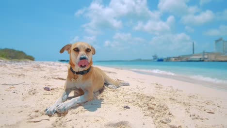 Dog-laying-on-white-sandy-beach-resting-and-yawning,-Curacao