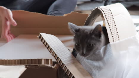 Graue-Katze-Spielt-Innen-In-Zerrissenem-Karton,-Besitzer-Arbeitet-Im-Hintergrund