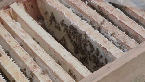 Bees-roaming-around-the-honeycomb