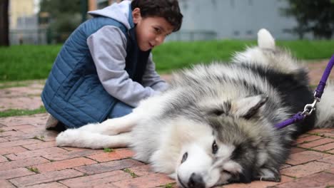 Child-petting-a-beautiful-Siberian-husky-while-smiles