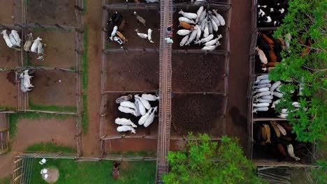 Aerial-top-view-of-a-corral-outdoors,-cattle-are-separated-in-pens-1
