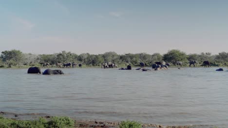 Manada-De-Elefantes-Africanos-Salvajes-Bañándose-En-Un-Pozo-De-Agua