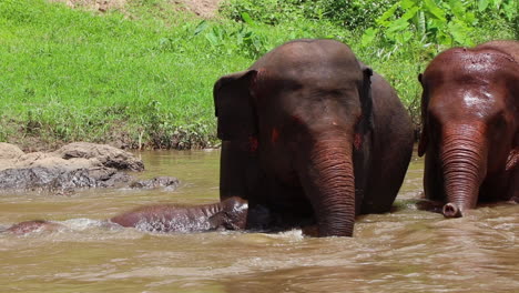 Elefanten-Spielen-Im-Wasser,-Während-Sie-In-Zeitlupe-Im-Fluss-Baden