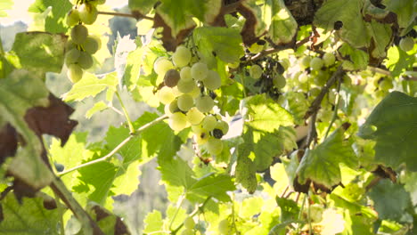 Man-harvesting-in-the-background,-close-shot-of-grape-clusters-in-a-vineyard-o-a-sunny-day