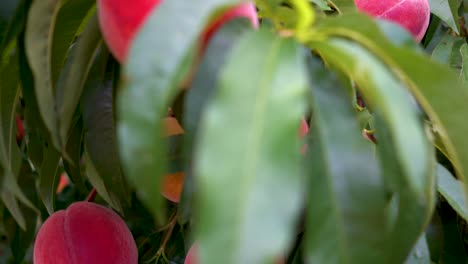 Boom-up-view-of-ripe-peaches-hanging-on-a-tree-in-an-orchard-1
