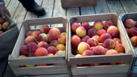 Wooden-crates-of-peaches-being-shifted-around-on-a-flatbed-trailer