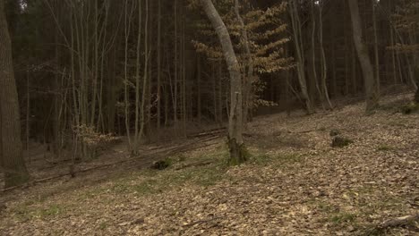 Haunted-forest,-Hoia-Baciu,-near-Transylvania,-Romania-thought-to-be-visited-by-aliens