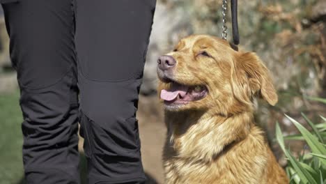 Nahaufnahme-Eines-Glücklichen-Hundes-An-Der-Leine-Mit-Blick-Auf-Den-Unterkörper-Des-Besitzers-Im-Offenen-öffentlichen-Park