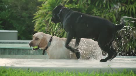 Labrador-Retrievers-Playing-With-Ball-in-Pool
