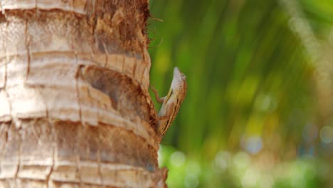 Striped-Anole-sitting-in-palm-tree-climbing-away,-Curacao-1