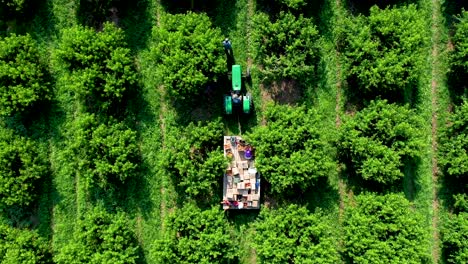 Aerial-view-looking-straight-down,-camera-descends-on-tractor-with-flatbed-in-peach-orchard-during-the-harvest-1