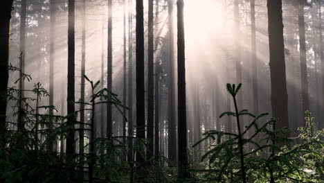 Sunbeam-rays-shinning-through-morning-mist-and-fog-in-forest