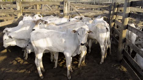 Shooting-of-a-scaried-young-cattle-herd-at-sunlight-in-a-pen-1