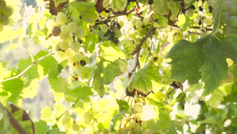 Close-bright-shot-of-grapes-clusters-hanging-on-the-plant,-while-a-man-harvesting-in-the-background-in-the-vineyard-on-a-sunny-day