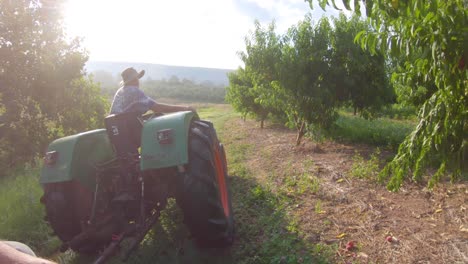 Farmer-driving-a-tractor-through-a-peach-orchard-preparing-to-pick-during-the-harvest-1