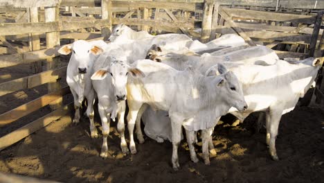 Shooting-of-a-scaried-young-cattle-herd-at-sunlight-in-a-pen