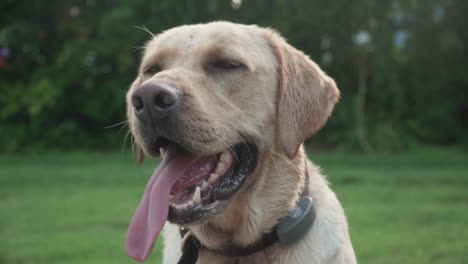 Yellow-Labrador-Retriever-Sitting-With-Tounge-Out-After-Playing