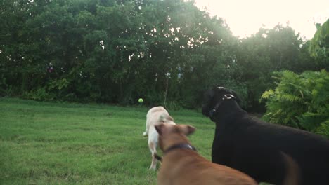 Yellow-Labrador-Retriever-and-Pitbull-Fetching-Ball