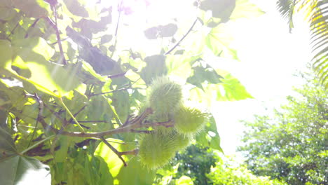 Achiote-Urucum,-Mit-Den-Grünen-Früchten-Und-Sonnenstrahlen-Auf-Den-Blättern