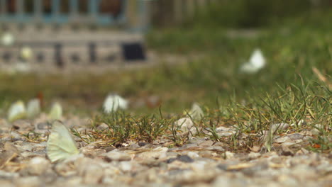 Extreme-close-up-of-small-white-butterflies-flying-around-and-landing-on-gravel-surround-by-grass
