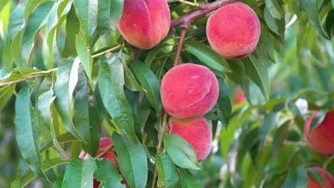 Motion-push-in-of-fresh-ripe-peaches-hanging-on-a-tree-in-an-orchard-1