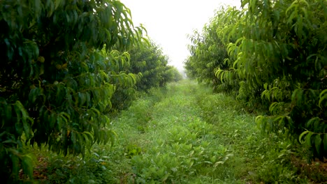 Steadicam-motion-camera-moving-through-peach-orchard-in-the-morning