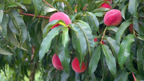 Turning-view-of-red-ripe-peaches-hanging-on-a-tree-1