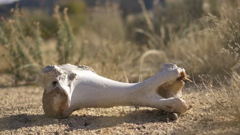 Handheld-shot-of-huge-sheep's-bone-in-the-sun-in-the-desert