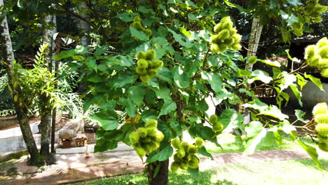 Tropical-fruit-annatto-tree,-urucum