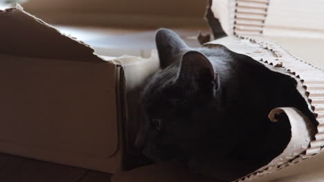 Graue-Katze,-Die-In-Einer-Kiste-Liegt