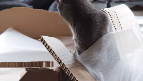 Katze-Sitzt-Im-Verpackungshaufen-Aus-Karton,-Besitzer-Im-Hintergrund