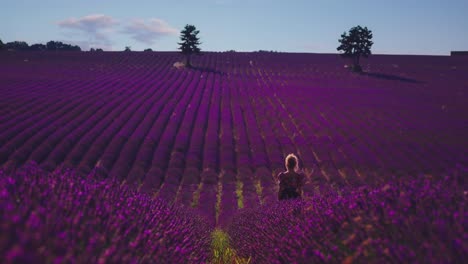 4k-Uhd-Cinemagraph-Eines-Wunderschönen-Lavendelfeldes-In-Der-Berühmten-Provence-An-Der-Côte-D&#39