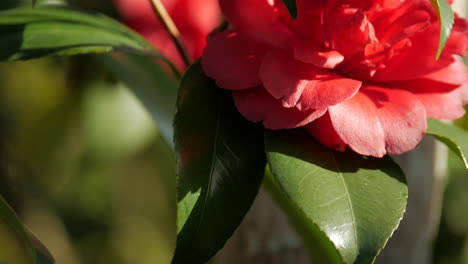 Winter-blooming-red-camellia-flower.-PAN-RIGHT