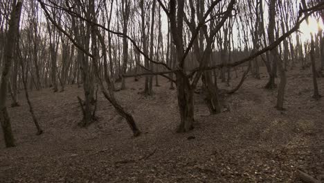 Mysteriöse-Gestalt,-Die-Sich-Hinter-Einem-Verdrehten-Und-Gespenstischen-Baum-In-Hoia-Baciu-Versteckt,-Dem-Am-Meisten-Heimgesuchten-Wald-Der-Welt,-In-Rumänien