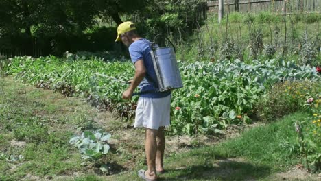 Elderly-man-tends-to-his-garden-vegetables