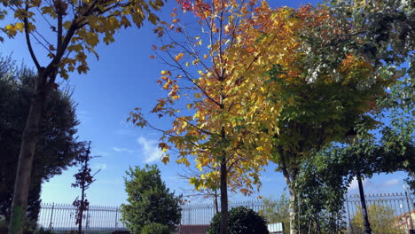 Magnificent-autumn-colors-2