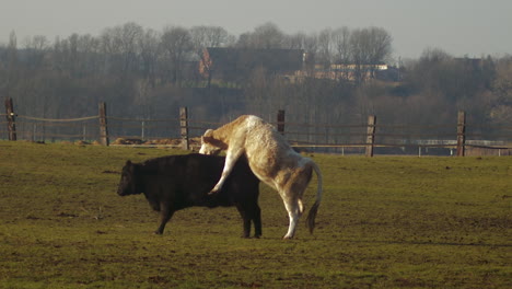 Large-white-bull-attemps-to-mate-with-black-cow,-tele